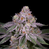 Adios MF Seeds